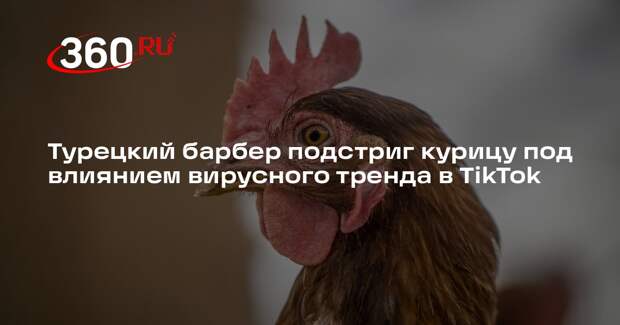 Турецкий барбер подстриг курицу под влиянием вирусного тренда в TikTok