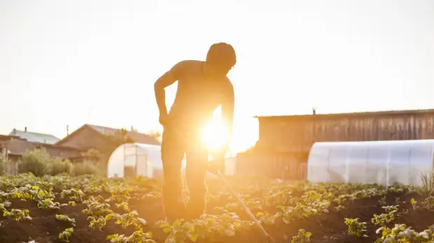 В Подмосковье запустят новую программу поддержки фермеров