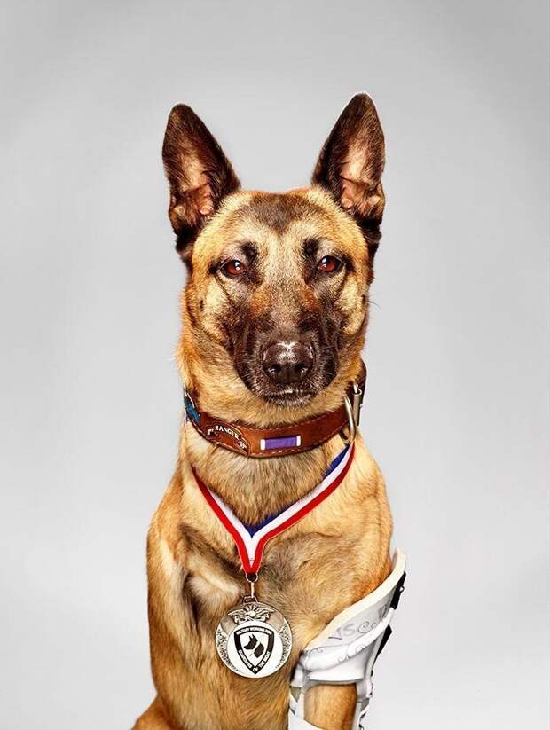Лайка — героическая военная собака, которая несмотря на 4 выстрела с близкого расстояния из АК-47 смогла напасть на противника и спасти жизнь своему напарнику в мире, добро, домашний питомец, животные, милота, собака, спасение
