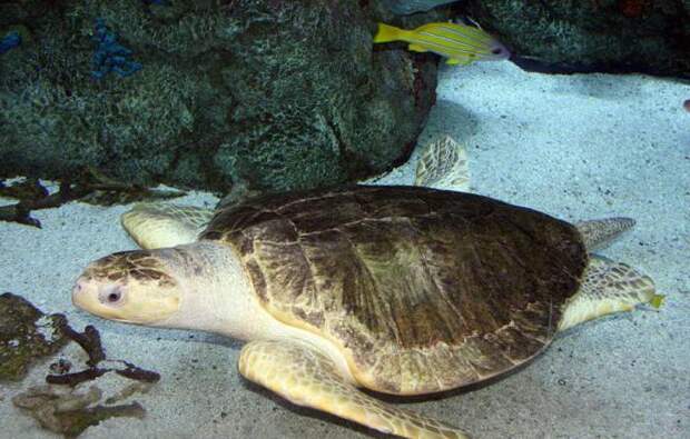 Оливковая черепаха: внешний вид, образ жизни и популяция животного