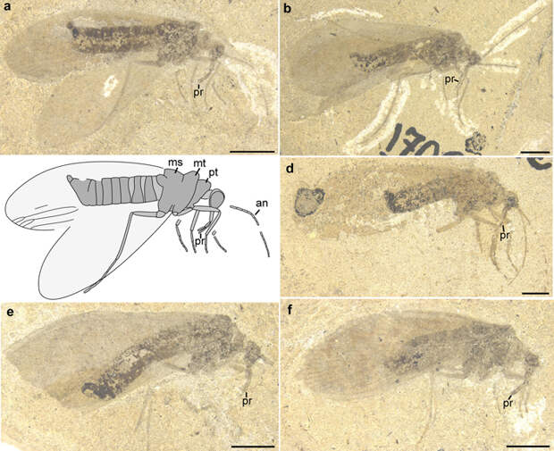 Рис. 1. Отпечатки протомеропид (Protomeropidae) из раннепермского местонахождения Чекарда