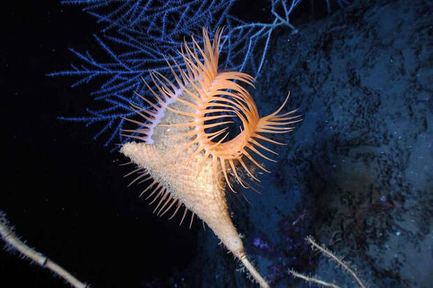 Существа из глубин океана