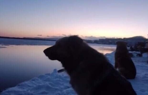 "Не переживай, мы спасём её!": на Камчатке спасатели воссоединили собачью семью