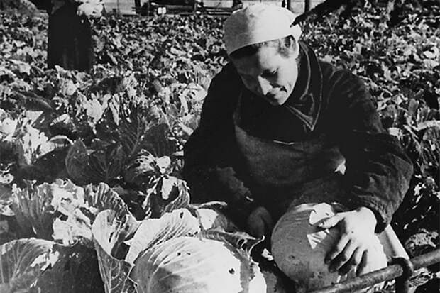 Урожай на газонах: как блокадный Ленинград спасал свою жизнь Великая Отечественная Война, голод, ленинград, ленинградская блокада, огород