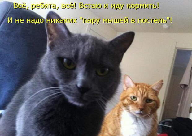 Лучшие котоматрицы недели Лучшие котоматрицы недели