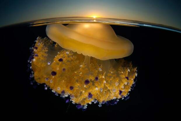 6. Медуза на рассвете  мир, фотография