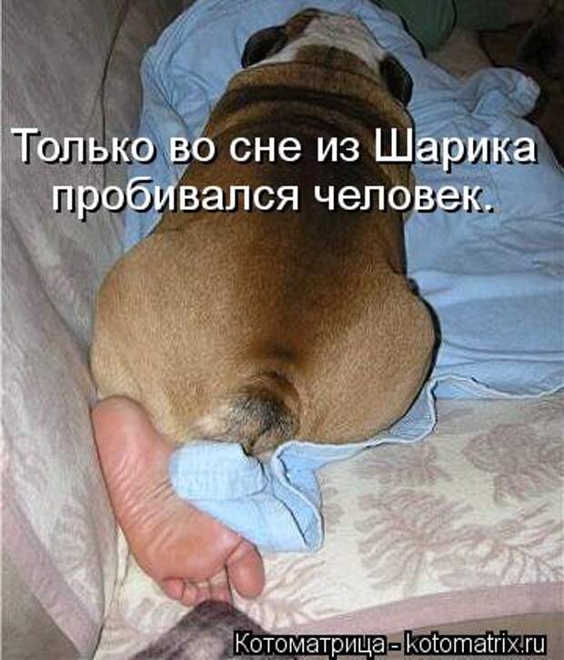 Котоматрица: Только во сне из Шарика пробивался человек.