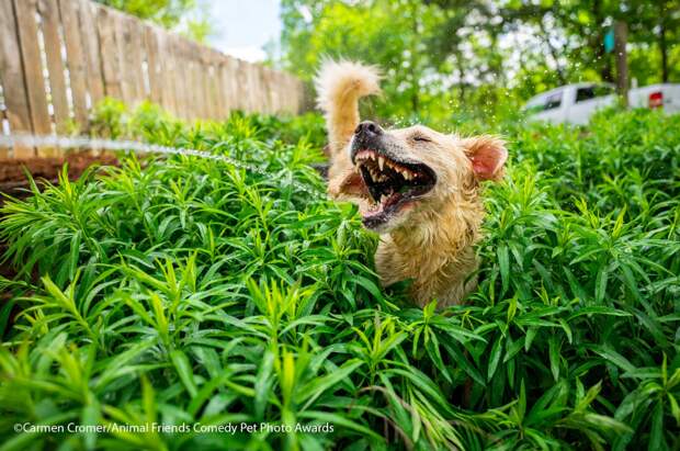 День домашних животных: самые смешные фото пушистых любимчиков в сети