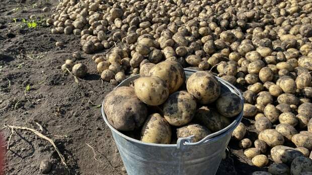 Когда и как сажать картофель, чтобы получить отличный урожай? Лайфхаки от агронома