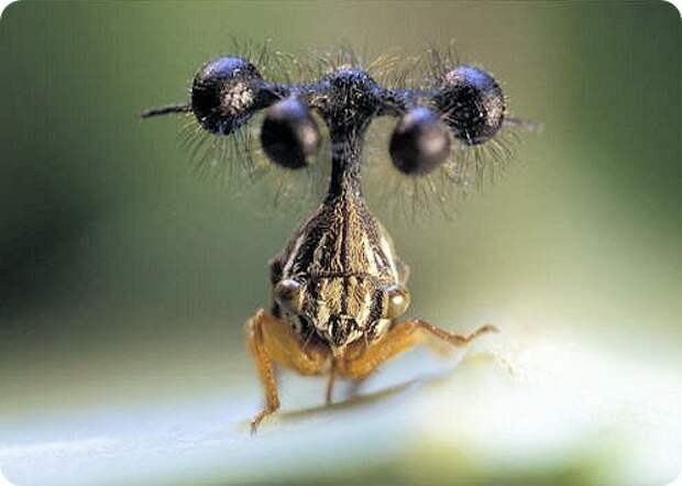 Бразильская горбатка- Bocydium globulare