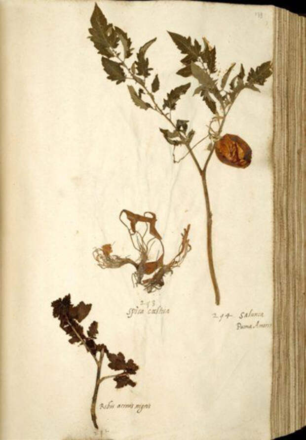 Гермарий томата в коллекции Лейдена 1542–1544.