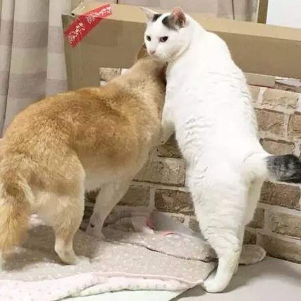 Старый пес и лучший друг кот