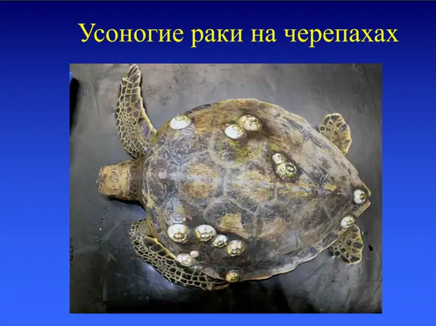 Презентация морские черепахи