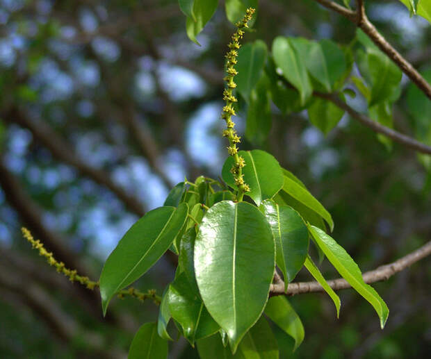 Манцинелловое дерево, или манцинелла (лат. Hippomane mancinella L.) - самое  ядовитое дерево в мире - Травник - Блог «Весело»