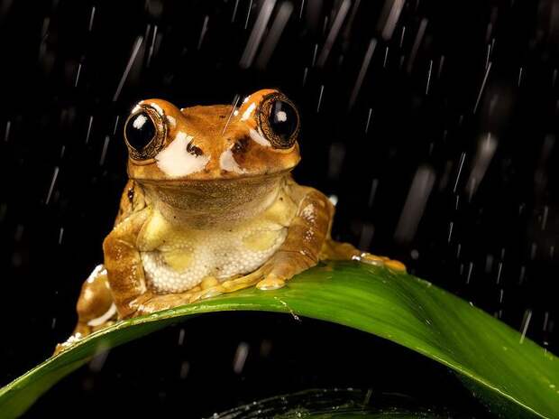 Лучшие фотографии от National Geographic за 2012 год national geographic, дикая природа, животные, лучшие фотографии, природа