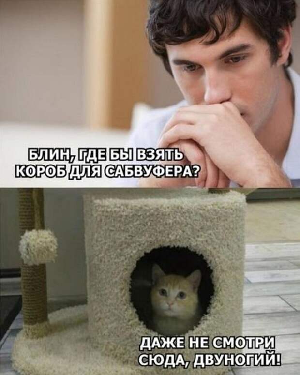 Смешные до слез классные картинки