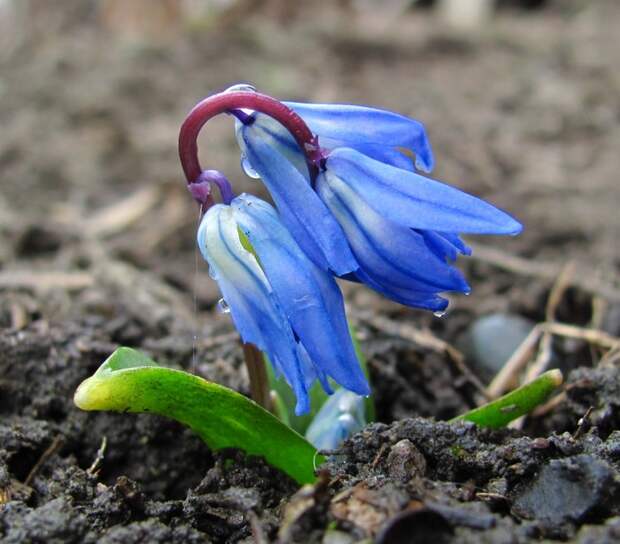 Голубой первоцвет Весна, Северный Кавказ, Первоцветы, Свежесть, Длиннопост