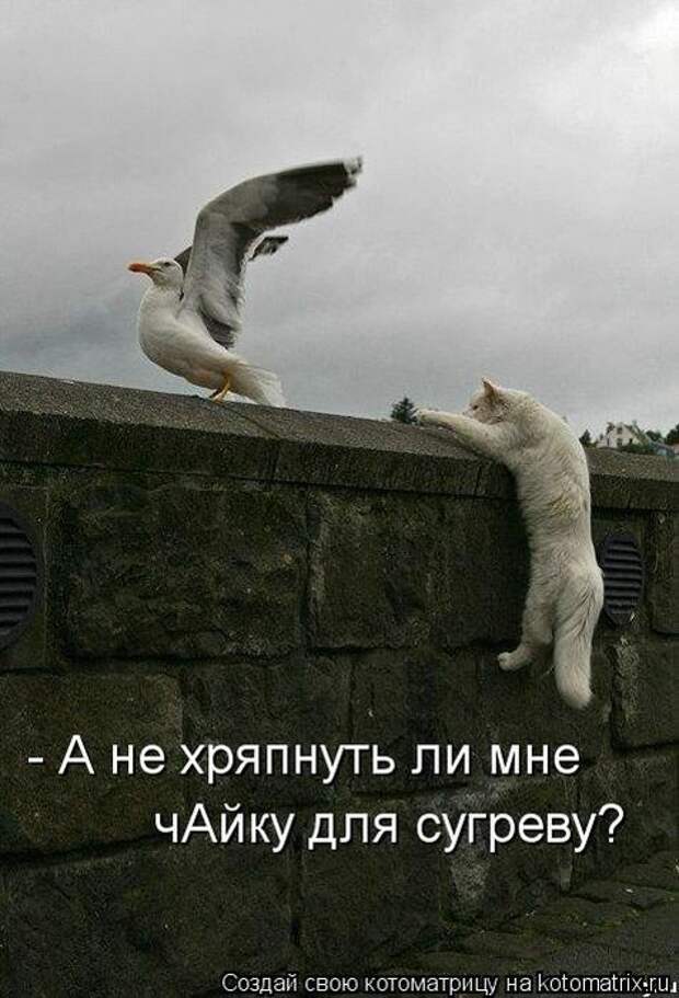 Котоматрицы (картинки с надписями)