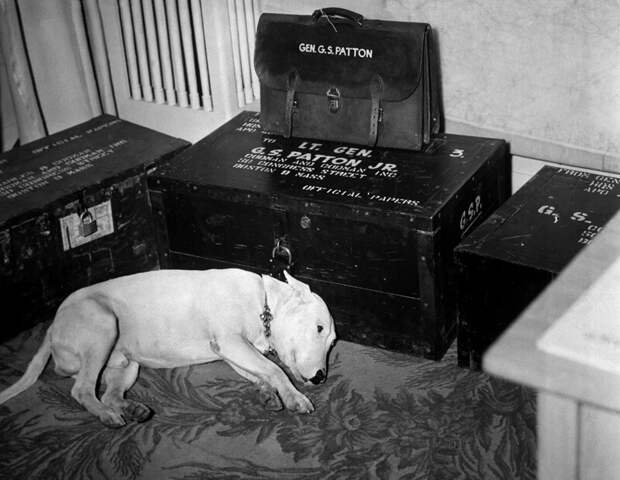 Собака генерала американского штаба Второй мировой войны, Джорджа Смита Паттона, в день его смерти 21 декабря 1945 года