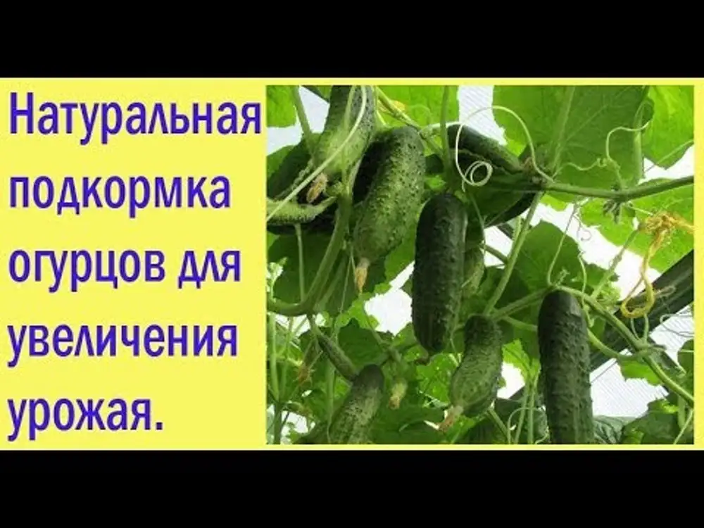 Наша дача - Главная страница - Медиаплатформа МирТесен