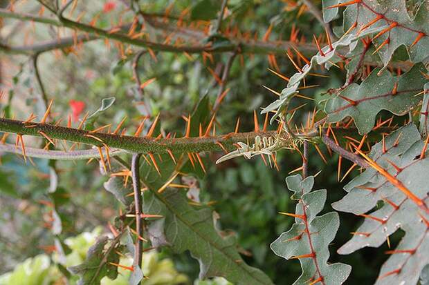 creepyplants63 Самые жуткие растения
