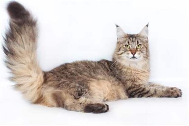 Maine Coon