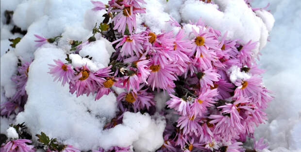 Сентябринки и октябринки, несмотря на свою хрупкость, стойко выдерживают тяжелый слой снега