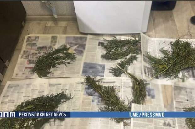 Двоих бобруйчан задержали с килограммом марихуаны.