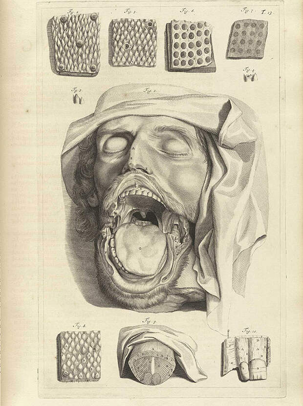 Рисунок атлас человека