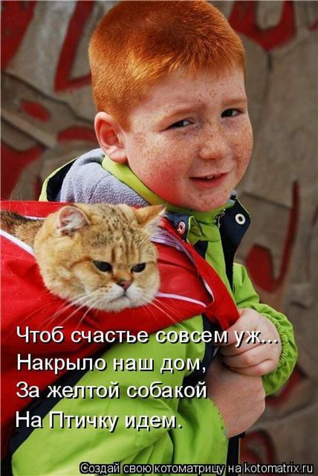 Лучшие котоматрицы недели (51 фото)