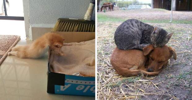 55 забавных доказательств того, что кошки могут уснуть где угодно животные, кошка, сон