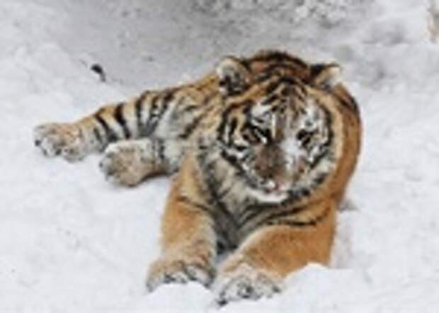 Подросшая тигрица Ракша играет в снегу / Фото: Лесная сказка