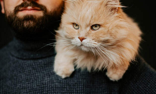 3 каких людей кошки любят больше других и почему