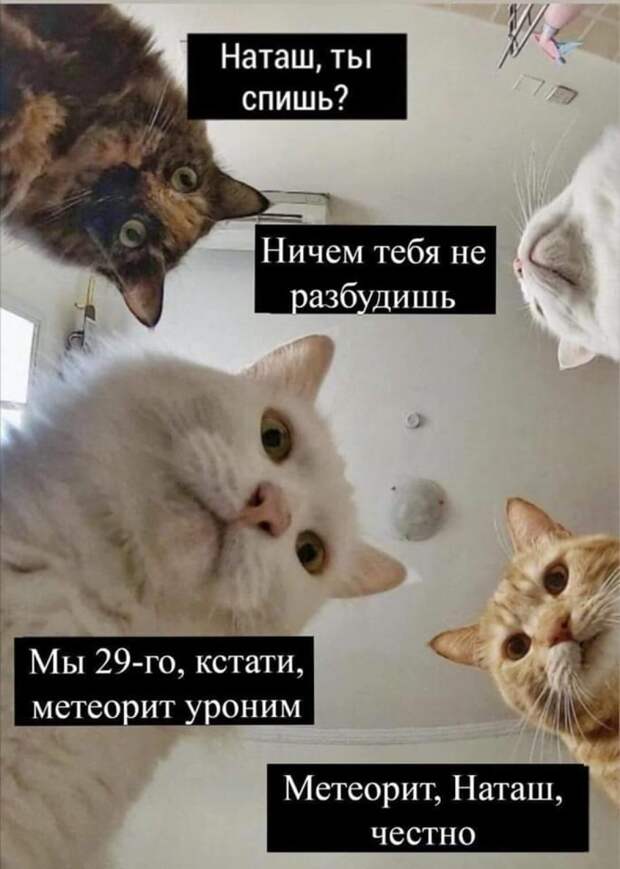 «Наташ, вставай, мы всё уронили»: откуда взялись мемы про Наташу и котов, которые теперь буквально везде