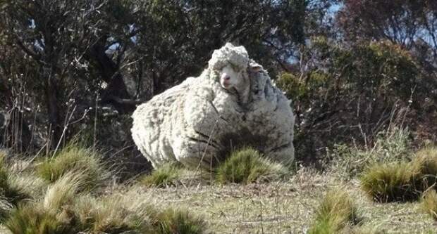 Овца Отбилась От Своего Стада Через 5 Лет Она Поразила Всех