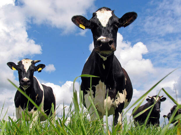 В Китае выявили опасный штамм ящура