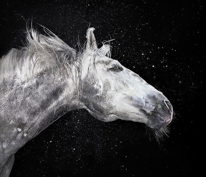 Фотопроект Equus: Красота Лошади