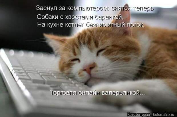 Котоматрицы (картинки с надписями)