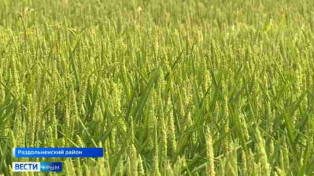 Аграриям Крыма выплатили 90 млн за потерянный урожай риса