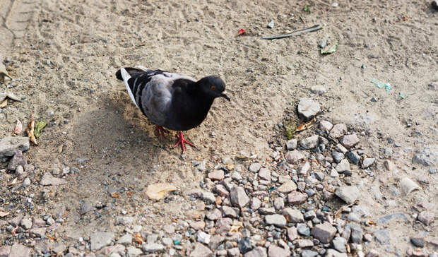 Пенсионер две недели живет на улице в Петрозаводске: из дома его выгнала жена