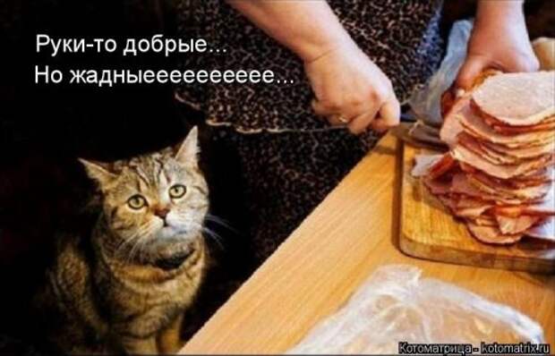 Новая котоматрица (44 шт)