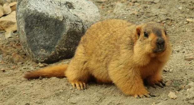 Гималайский сурок (Marmota himalayana) фото