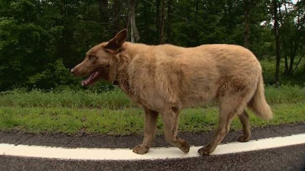 Каждый день эта старая собака проходит 6 километров, чтобы поздороваться с людьми животные, собака