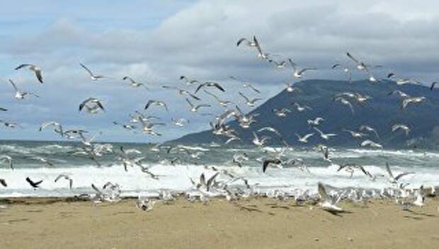 Чайки на берегу Охотского моря на западе острова Кунашир Большой Курильской гряды