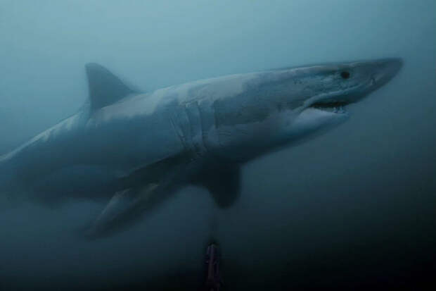 Огромная белая акула внезапно выплыла из темных глубин прямо к дайверу