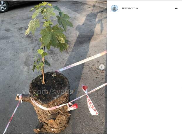 Фото дня: дерево из Северного цепляется за жизнь