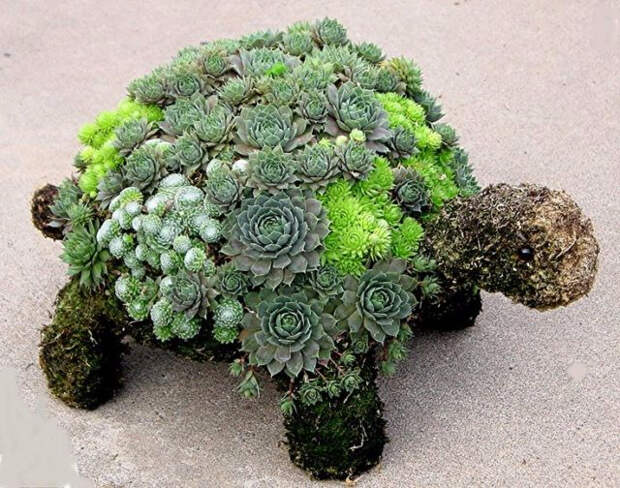 Дивная черепаха из цветов