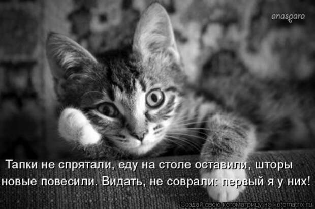 Новая котоматрица (37 шт)