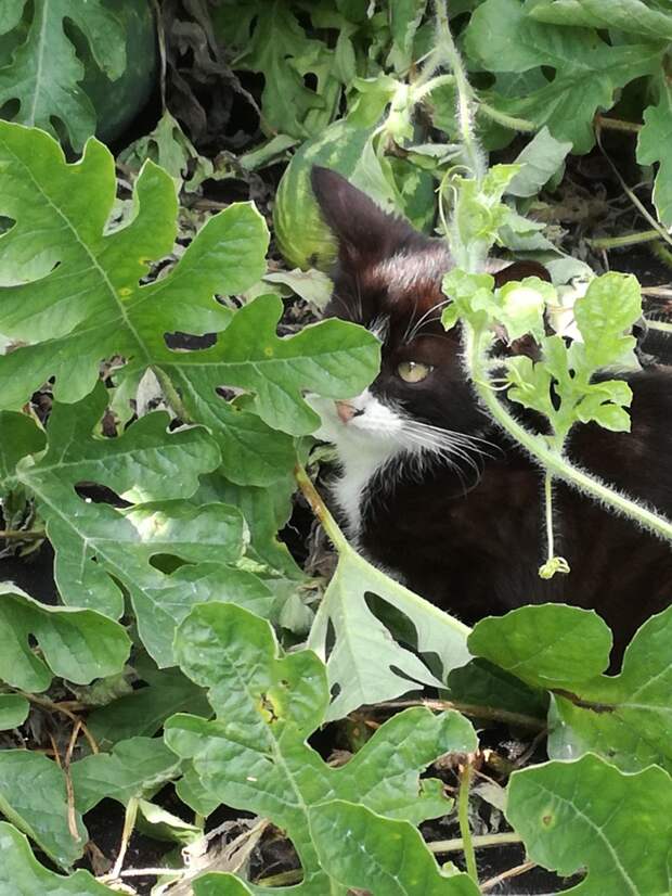 Постоянный житель бахчи, котенок Тимоша)) Сторож и друг. еда, коты, своими руками