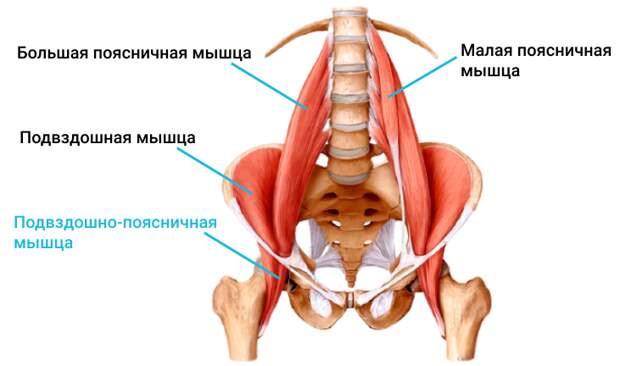 Подвздошно-поясничная мышца. Источник - Яндекс. Картинки